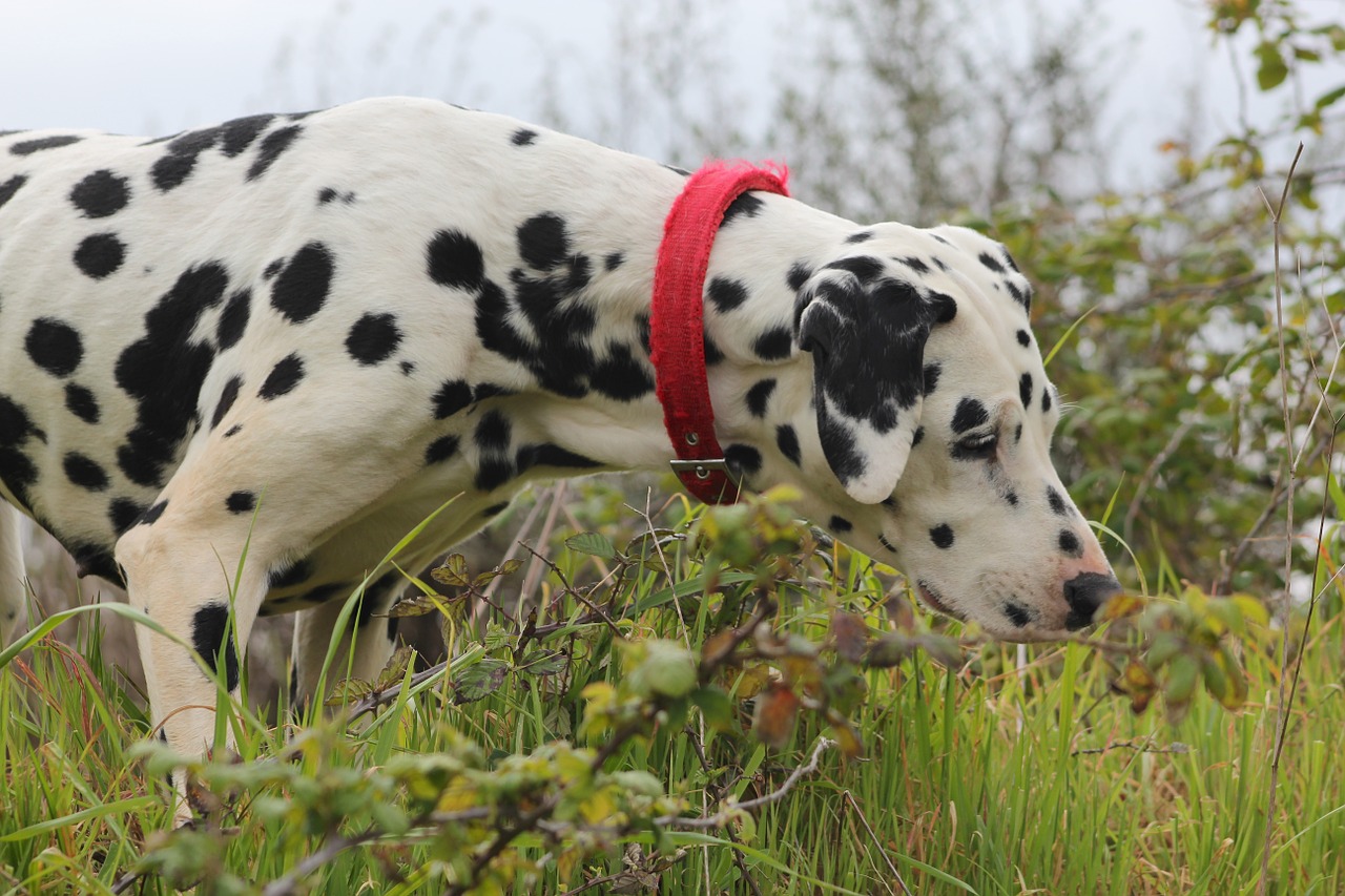 why are dalmatians dogs dalmatian dogs dex why are dalmatians dogs dalmatian dogs dex